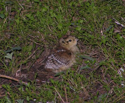 Spruce grouse (chick) Image 32