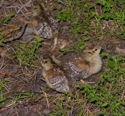Spruce grouse (chicks)  Image 31