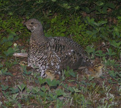 Spruce Grouse (hen with chicks) Image 30
