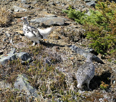 White tailed ptarmigan (pair)