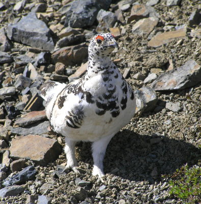 White tailed ptarmigan (male)