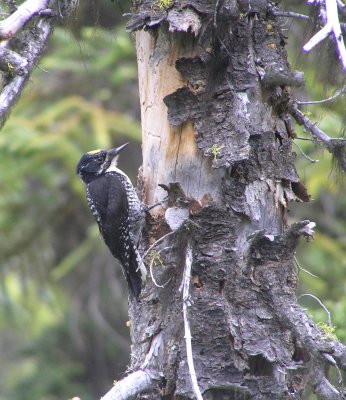 American 3-toed Woodpecker