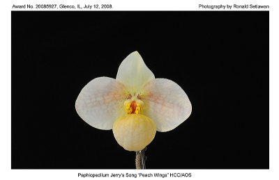 20085927 - Paph Jerrys Song 'Peach Wings' HCC/AOS 76 pts.
