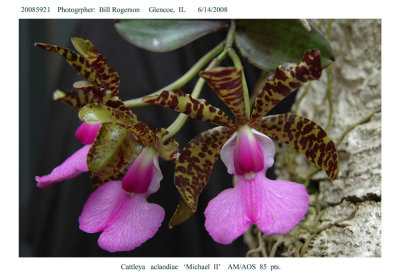 20085921 - Cattleya aclandiae  'Michael  II'  AM/AOS  85 pts.