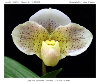20085935 -   Paph. Toot Toot Tootsie 'Don't Cry' AM/AOS 82 pts.