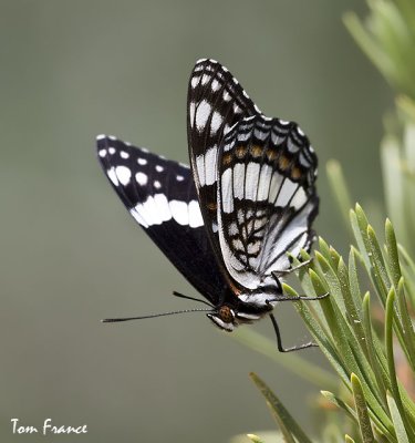 weidemeyers_admiral_butterfly