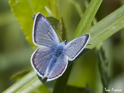 butterflies
