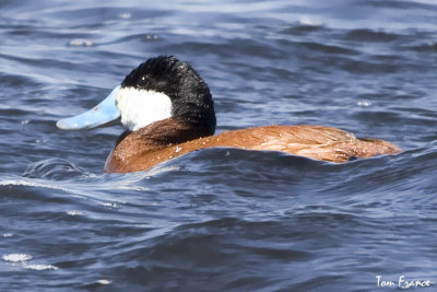 ruddy_duck