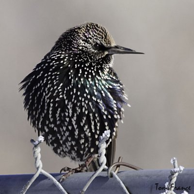 European Starling01.jpg