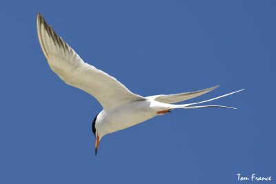 forsters_tern
