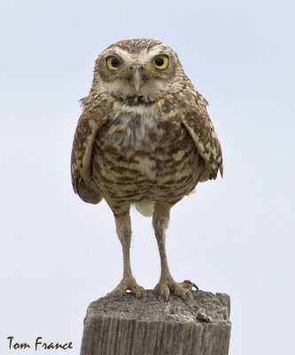 Burrowing Owl01.jpg