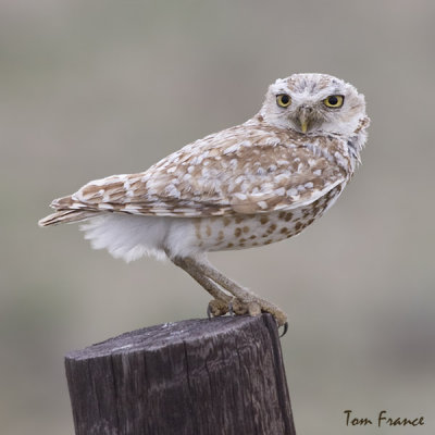 Burrowing Owl02.jpg