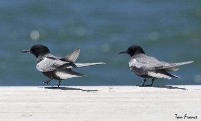 black_tern