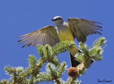 western_kingbird