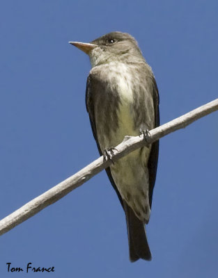 olive-sided_flycatcher