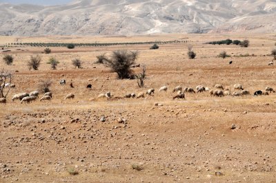 Sheep herd