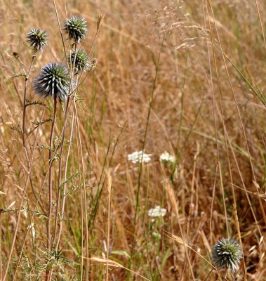 Wildflowers