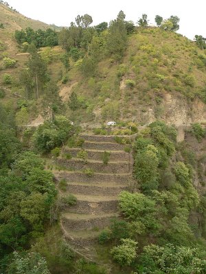 Hanging gardens of Kashmir - P11606082.jpg