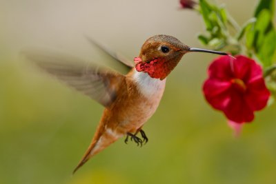 Hummer 7.jpg