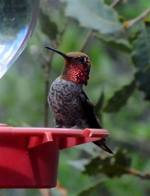 Hummingbirds SV