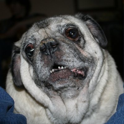 Buddy