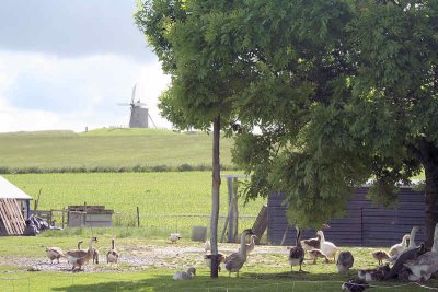 Geese