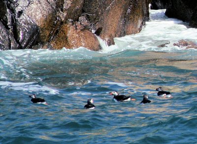 Atlantic Puffin (Fratercula arctica)