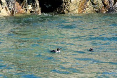 Penguins