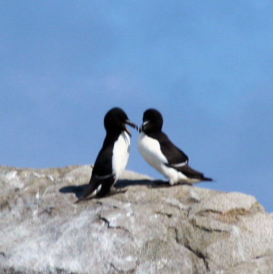 Penguins