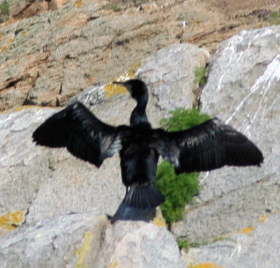 Cormorant