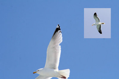 Gull
