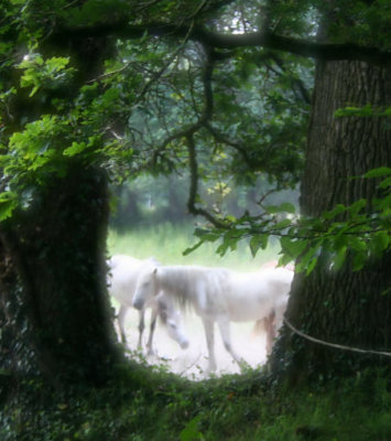 White horses
