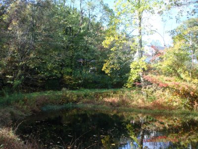 Spring on the Barnwell property