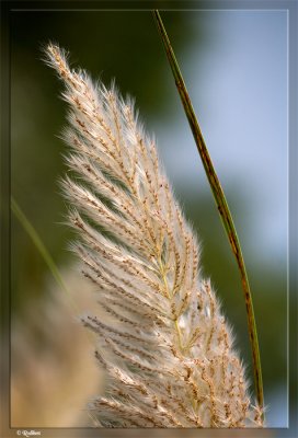 IMG_2223.jpg