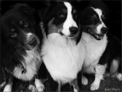 'Aussies' - Australian Shepherds in B&W