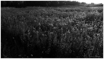 Sunset on a field