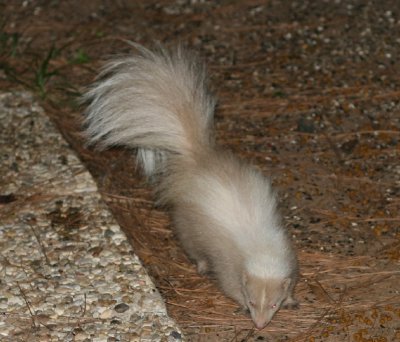 Albino Stinker 3.jpg
