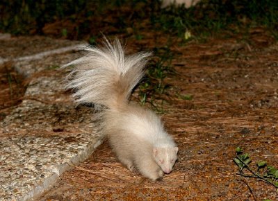 Albino Stinker.jpg