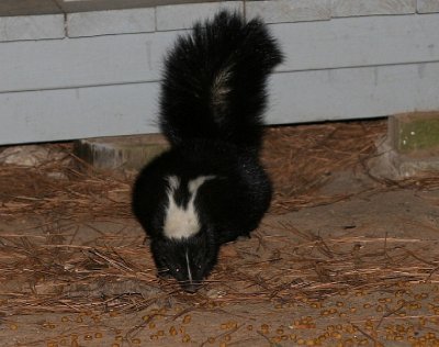 Stinker 3.jpg