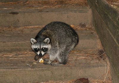 bobtail.jpg