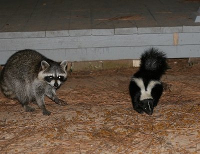 stinker and coon.jpg