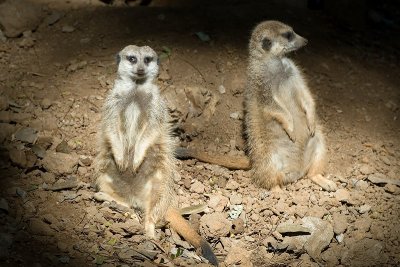 _RLR9048_small.jpg