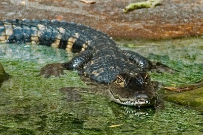 _RLR9077_small.jpg