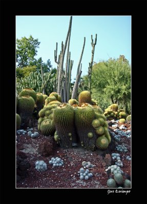 Botanical Cactus II