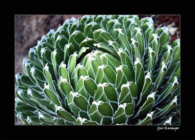 Botanical Cactus III