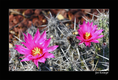 Botanical Cactus IV