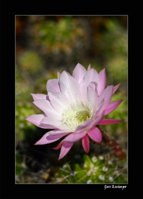 Botanical Cactus V