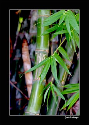 Bamboo