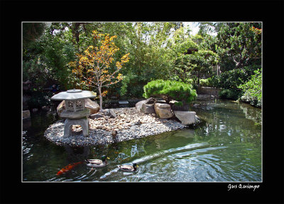 Fish Pond III