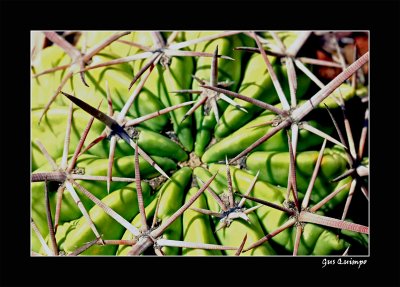 Thorny